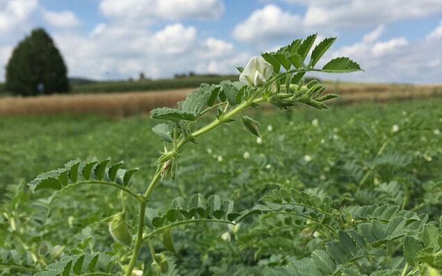 Körnerleguminosen. Quelle: Landfreund