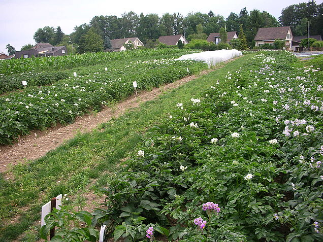 Kartoffelanbau in Flawil. (Bild: ProSpecieRara)