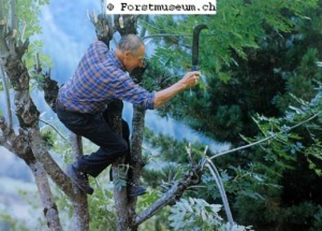 Das Schneiteln ist das gezielte Schneiden von Bäumen zur Gewinnung von Futterlaub oder Streue. Quelle: fundus-agricultura.wiki