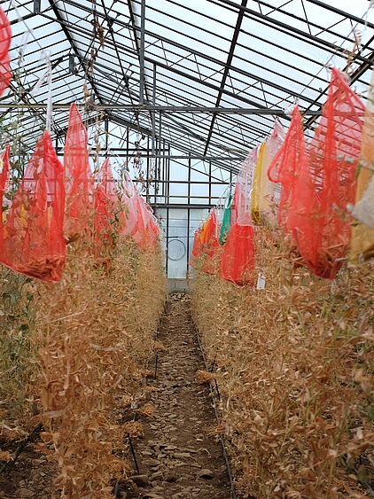 Vermehrung über den Winter auf Sardinien. Bild: gzpk.