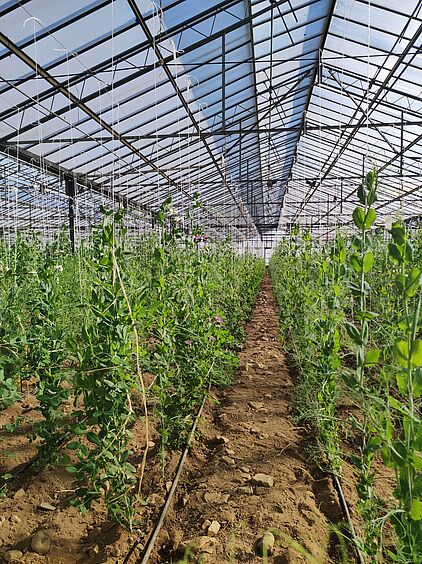 Vermehrung über den Winter auf Sardinien. Bild: gzpk.