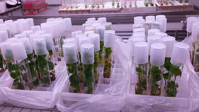 In vitro Beeren-Kultur in Changins. (Bild: A. Bourqui)