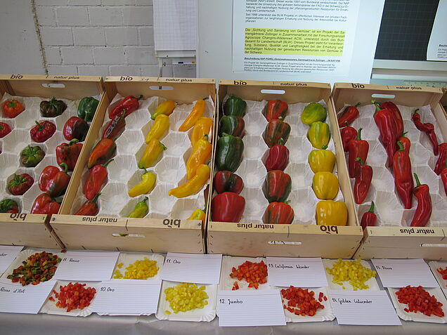 Paprika-Ausstellung von Zollinger Samen. (Bild: A. Bourqui)