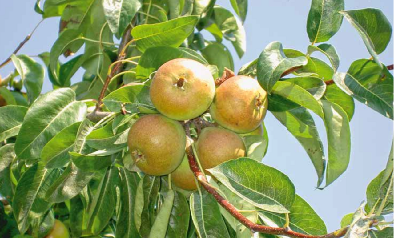 Niederstamm-Birnbaum der Sorte „Petite poire à grappe“. Bild: Dominique Ruggli