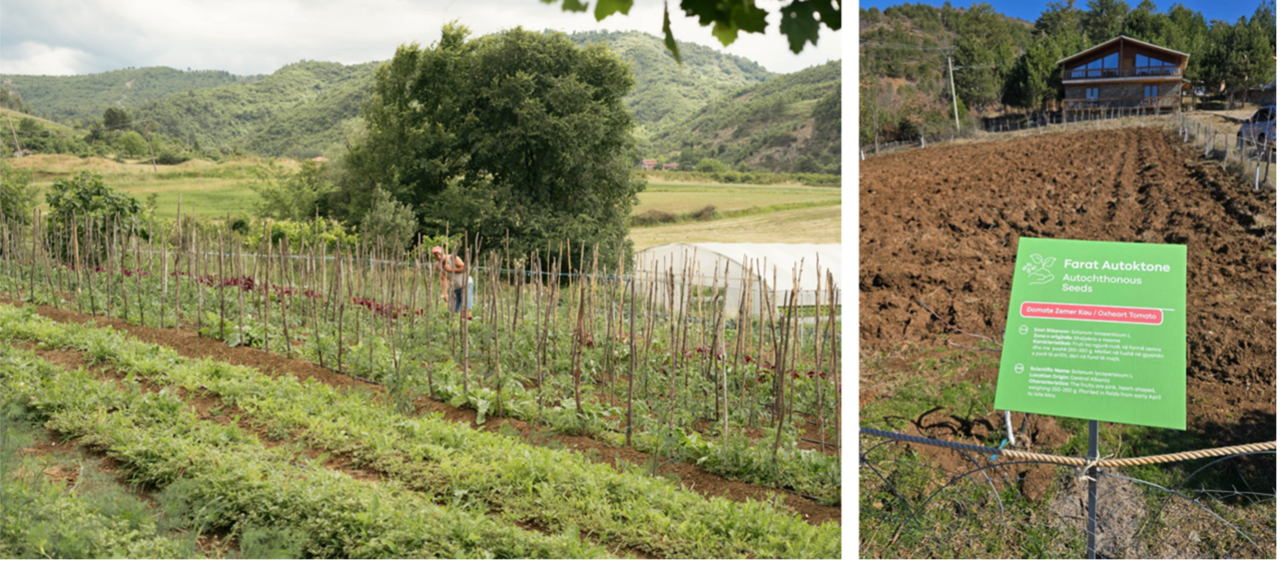 L : Lokale Sorten werden in einem Agritourismusbetrieb bei Tirana angebaut / R : Feld eines Agritourismusbetriebs (BioFarmGramsh), bereit zur Aussaat lokaler Samen und zur Information der Kundschaft. Bild : CPC-SKEK