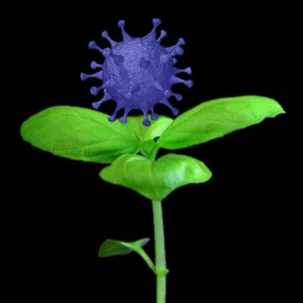 Bild: Frontiers in plant science