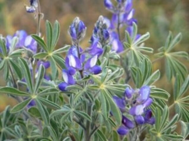 Die behaarte Lupine ist im Südtirol heimisch. Quelle: provinz.bz.it