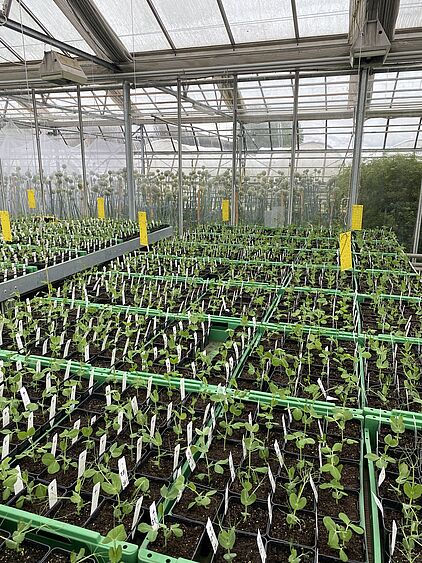 Pflanzen des SSD im Gewächshaus in der Schweiz. Bild: gzpk.