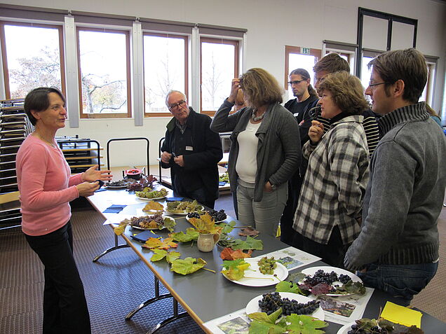 Atelier zur morphologischen Bestimmung von Rebsorten. (Bild: A. Bourqui)