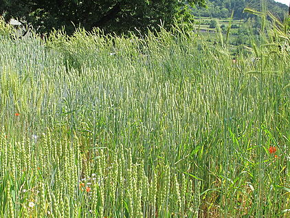 Getreidevielfalt im Sortengarten, Bild:CPC-SKEK