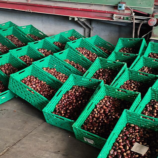 Zentralisierte Sammlung im Zentrum P. Bassetti in Cadenazzo. Bild: Associazione dei castanicoltori della Svizzera italiana.