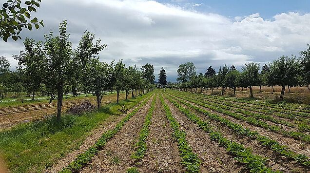 Apfelbäume (Boskoop) und dazwischen Erdbeeren, sowie Apfelbäume und als Unterkultur Gerste (Gleiche Parzelle, Kanton LU) Bild: M. Jäger ZHAW