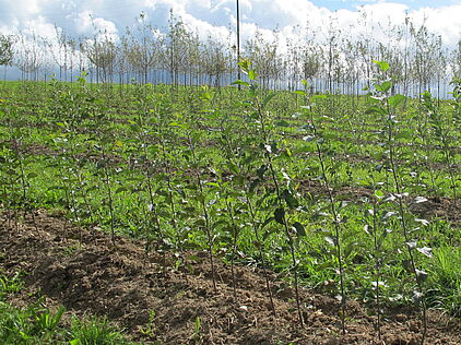 Apfelzüchtung Poma Culta Bild: CPC-SKEK