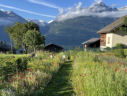 Schaugarten mit Walliser Kulturpflanzen, Bild: Sortengarten Erschmatt