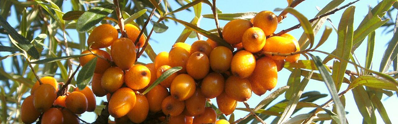 Wildpflaume. Quelle: Pavel