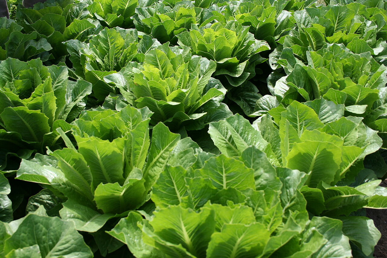 Alte Lattichsorte. Bild: CPC-SKEK