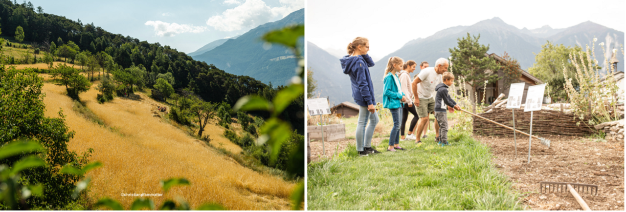 Links: Roggenterrassen in der Zälg in Erschmatt kurz vor der Ernte (c) Christian Pfammatter. Bild: Christian Pfammatter. Rechts: Besuch von Schulkindern im Sortengarten. Bild: Verein Erlebniswelt Roggen Erschmatt